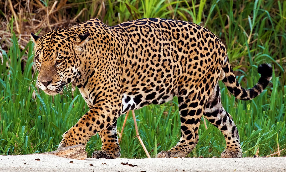 Jaguar